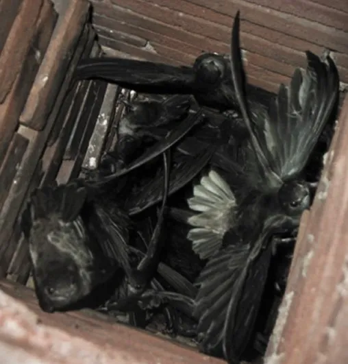 A group of dead birds inside a chimney, with their wings spread out.