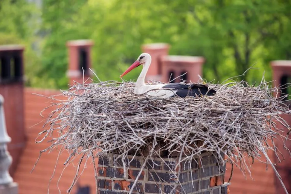 Stork sitting on a large nest atop a chimney.